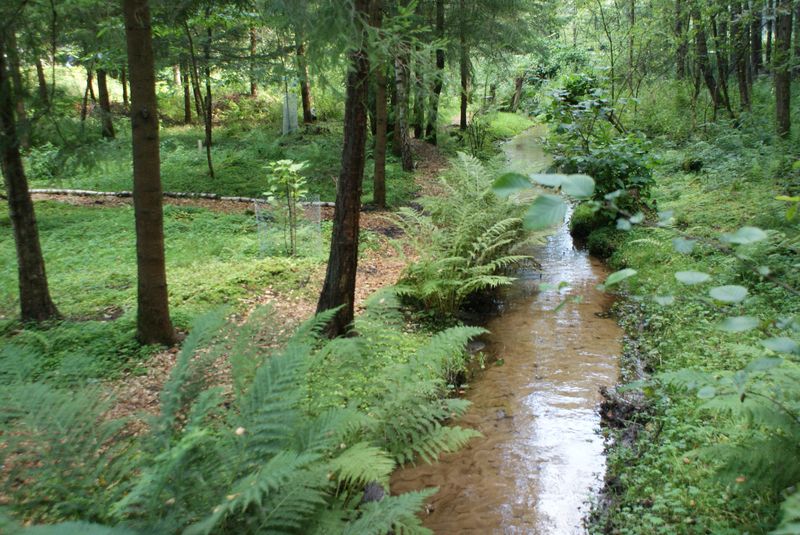 Bachlauf