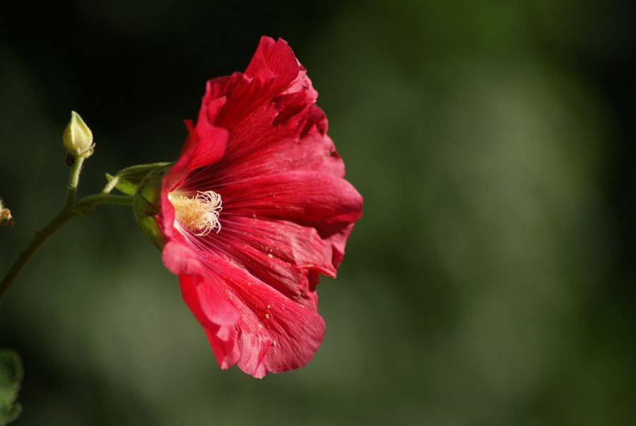 DSC00971
