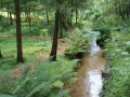 Bachlauf