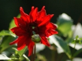 SONY DSC