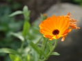 SONY DSC
