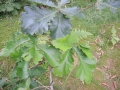 DSCN2596