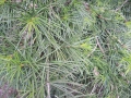 DSCN2650