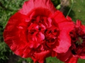 DSCN2680