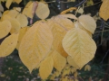 DSCN9297