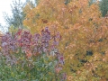 DSCN9310