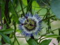 Kunst&Garten_07_014
