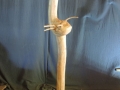 DSCN8186