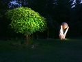 Katalpe Kunst und Garten.jpg