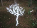 DSCN3075
